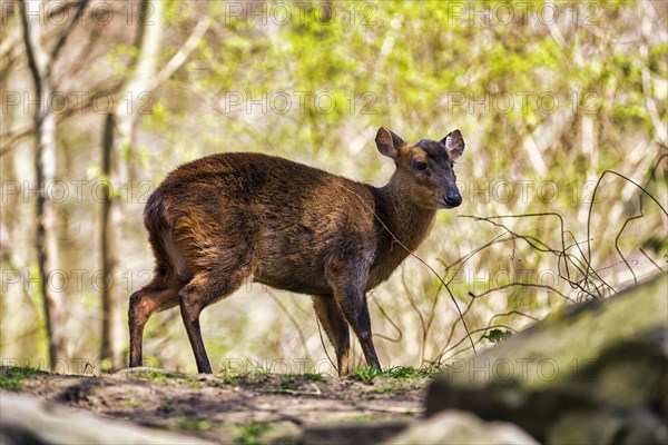 Chinese muntjac