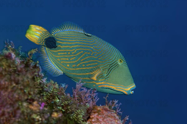 Orange-lined triggerfish