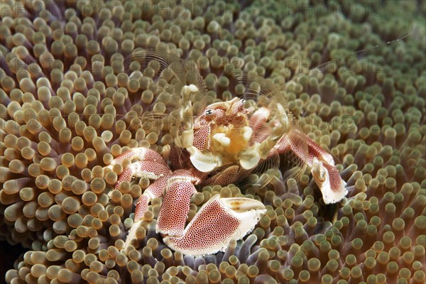 Anemone porcelain crab