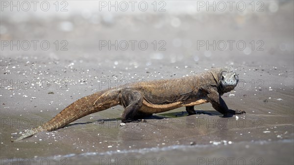 Komodo dragon