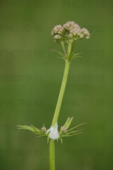 Marsh valerian