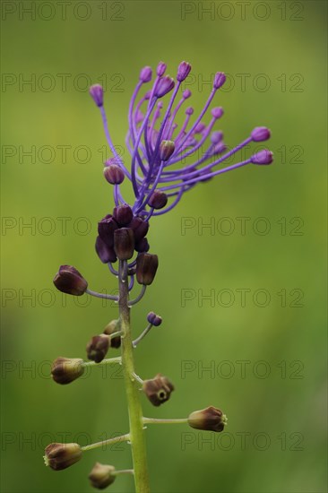 Tassel hyacinth