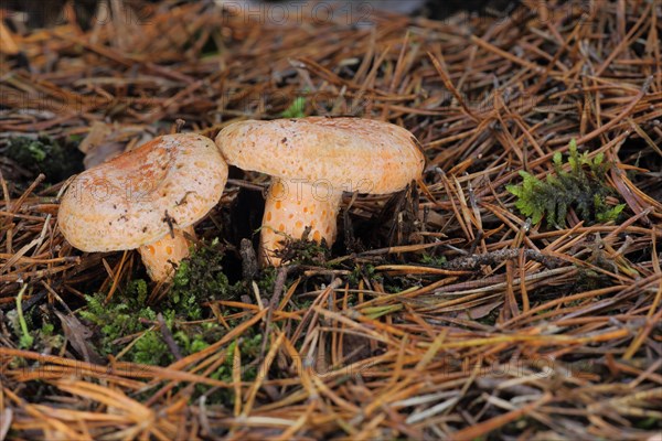 Two noble stimulants with pine needles