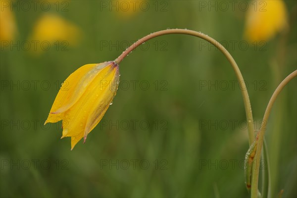 Wild tulip