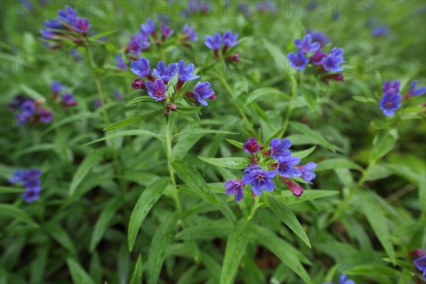 Purple gromwell