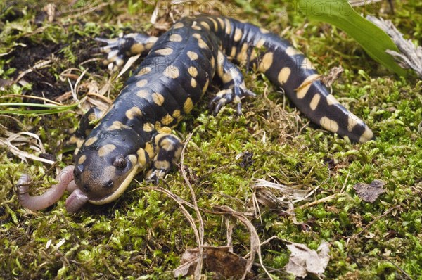 Tiger salamander