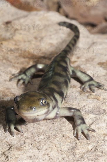 Eastern tiger salamander