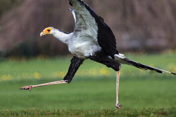 Secretary bird