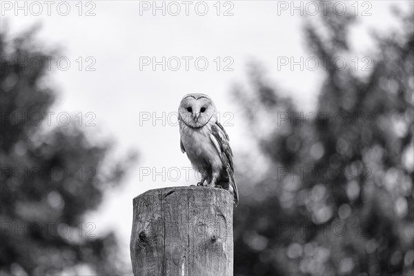 Common barn owl