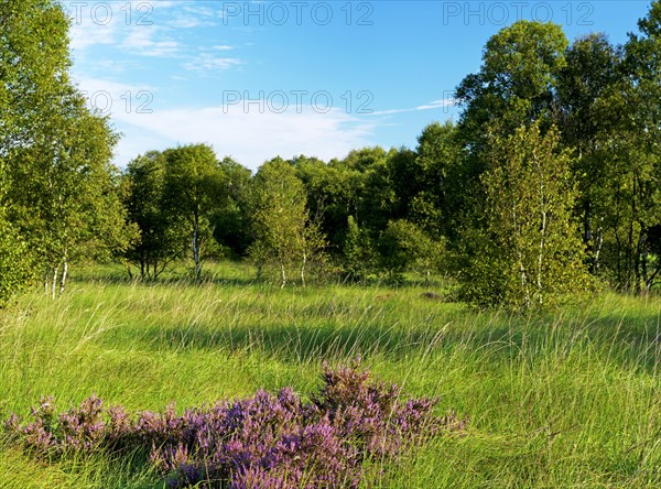 Heath blossom