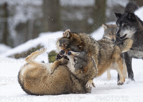 Algonquin wolf