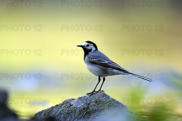 White wagtail