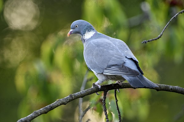 Common wood pigeon