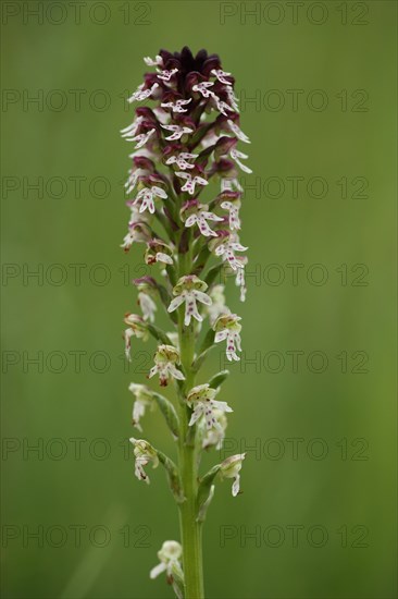 Burnt orchid