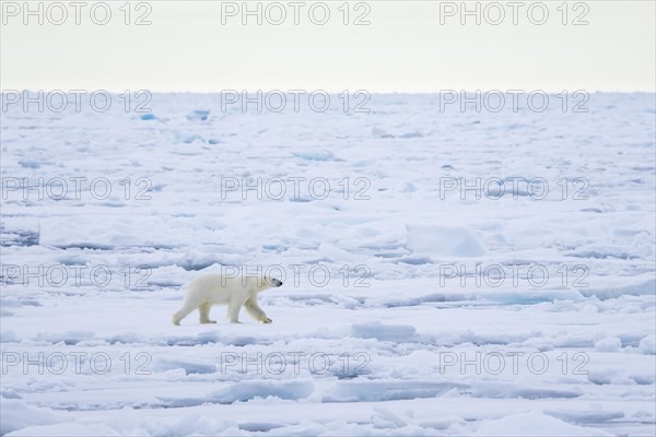 Lone polar bear