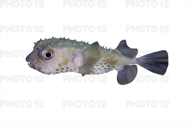 Spotbase burrfish