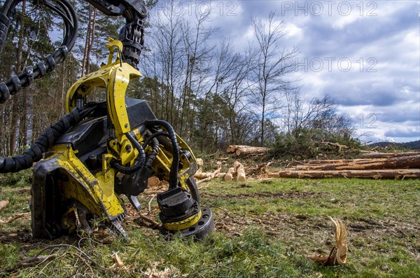 Harvester for timber harvesting in front of a forest patch and felled trees