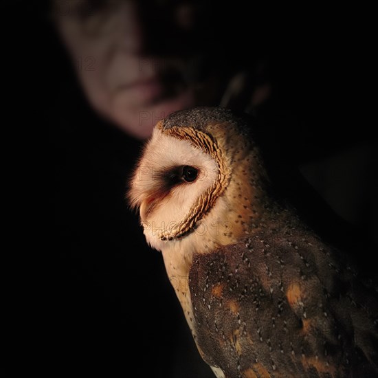 Common barn owl