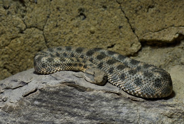 Saharan horned viper