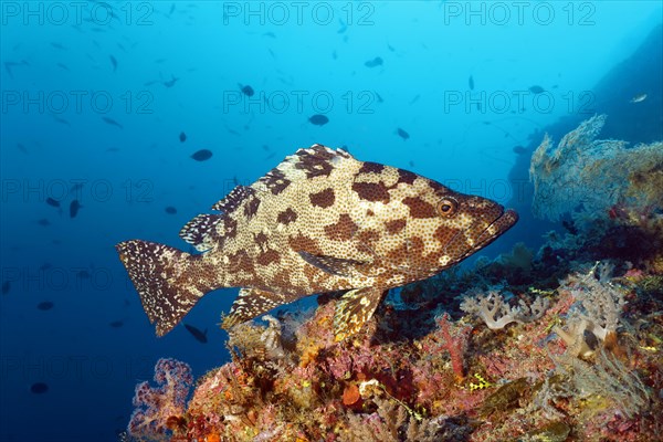 Brown marbled brown-marbled grouper