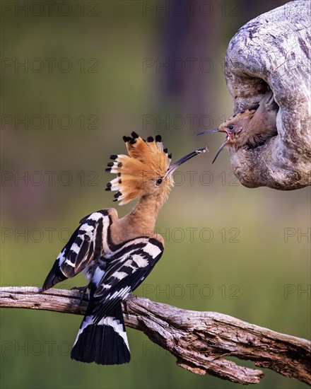 Hoopoe