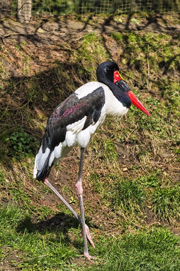 Saddle-billed stork