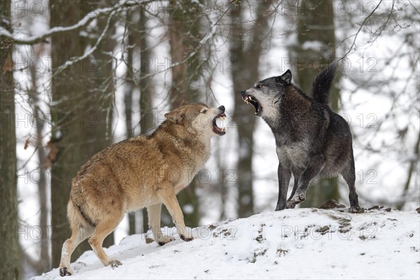 Algonquin wolf