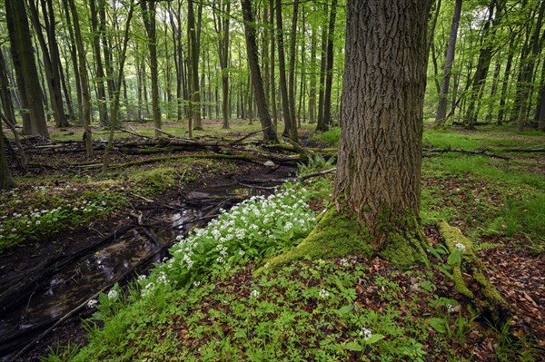 Ramsons