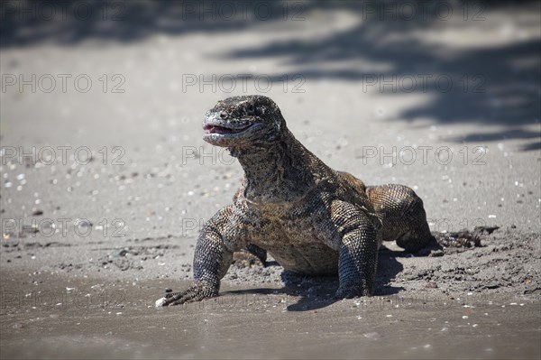 Komodo dragon