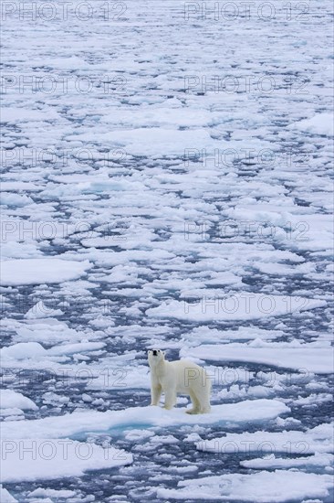 Lone polar bear