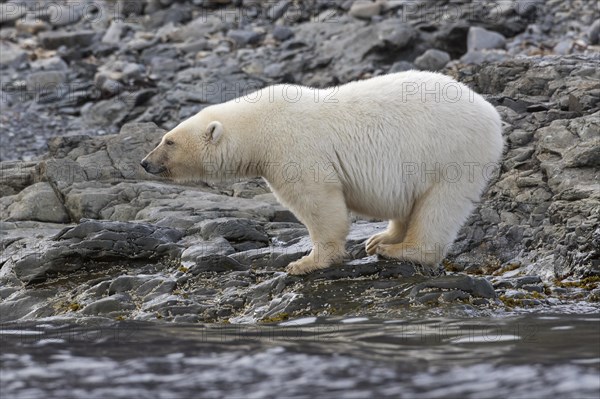 Lone Polar bear