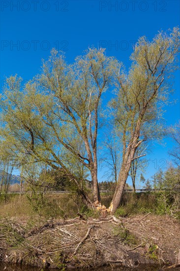 Traces of browsing by beavers on a group of trees