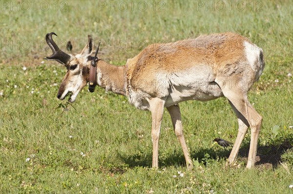 Pronghorn