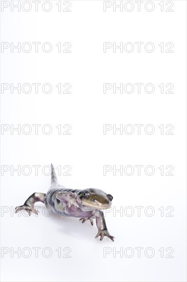 Eastern tiger salamander