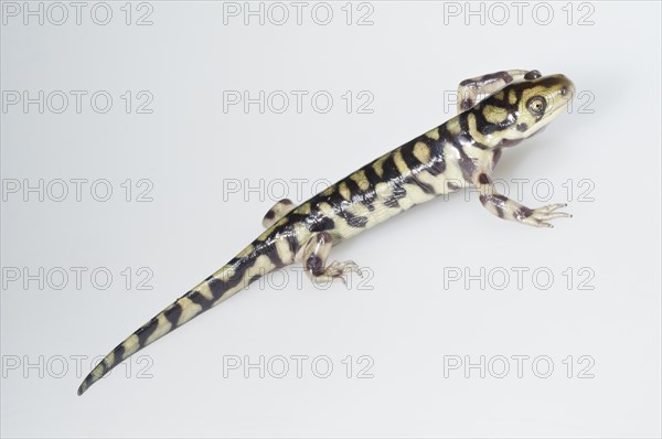 Eastern tiger salamander