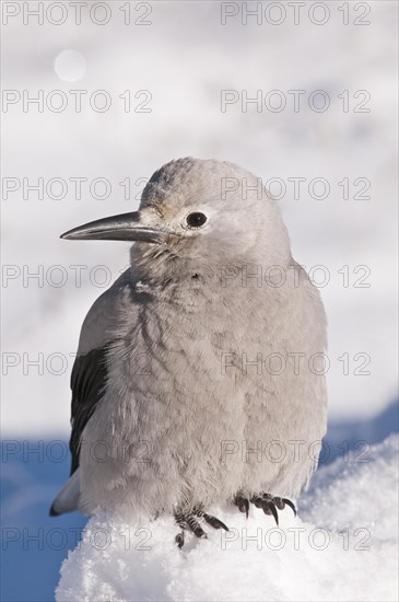 Clarks Nutcracker