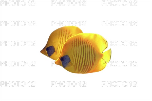 Bluecheek butterflyfish