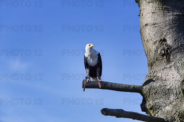 African Fish Eagle