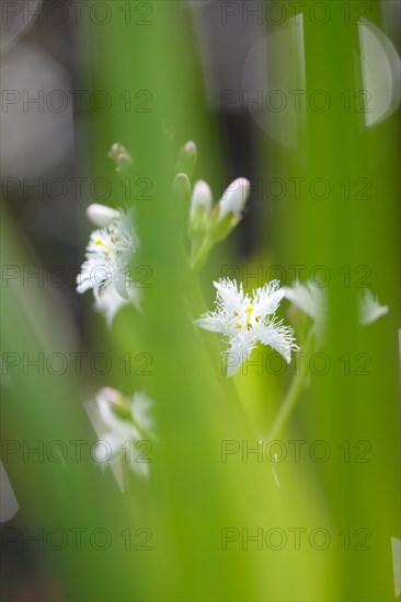 Bog bean