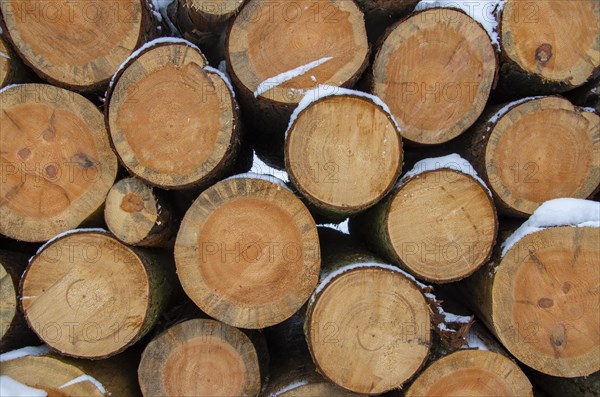 Roundwood Stack Firewood in Winter as Texture or Background