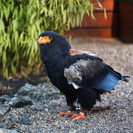 Bateleur