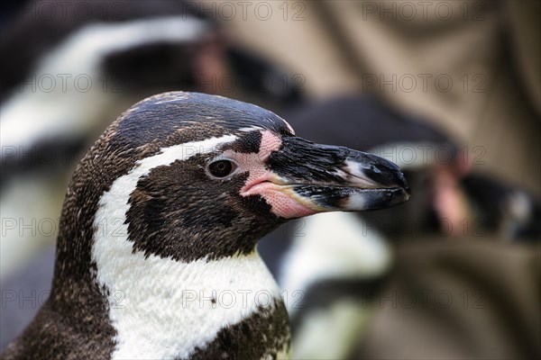 Humboldt penguin