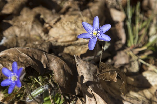 Blooming common hepatica