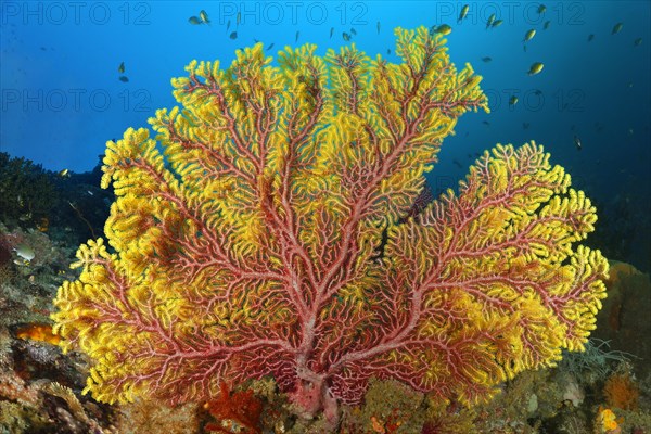 Reddish yellow gorgonian