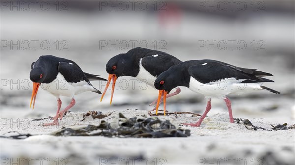 Eurasian oystercatcher