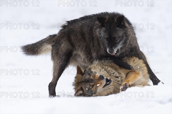 Algonquin wolf