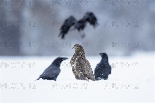 Common steppe buzzard