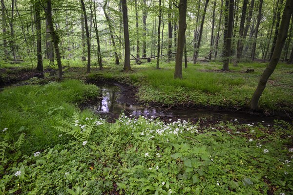 Ramsons