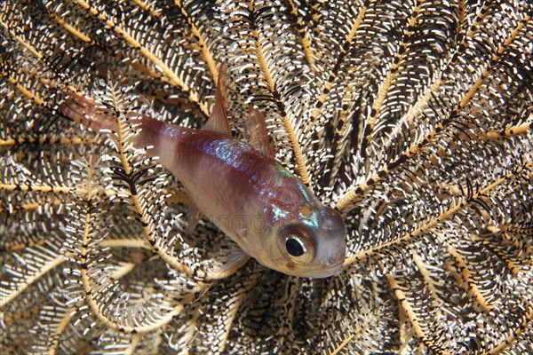 Timor Cardinalfish