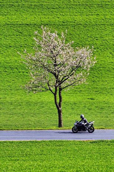 Blossoming cherry tree